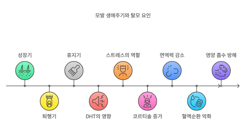 탈모에 대한 잘못된 상식 & 전문의가 알려주는 4단계 해결법